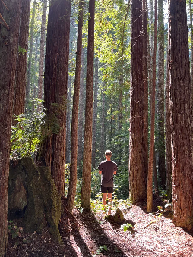 Forest trail at camp